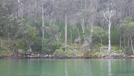 Eine-Nahaufnahme-Von-Eukalyptusbäumen,-Die-Auf-Ruhiges-Ozeanwasser-In-Einer-Bucht-An-Der-äußersten-Südküste-Von-Nsw-Treffen