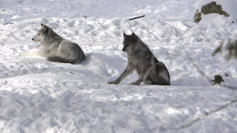 Grauer-Wolf-Legt-Sich-Im-Schneegestellfokus-Hin