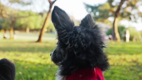 Dog-with-Christmas-sweater-looking-around-at-Lake-Hollywood-Park
