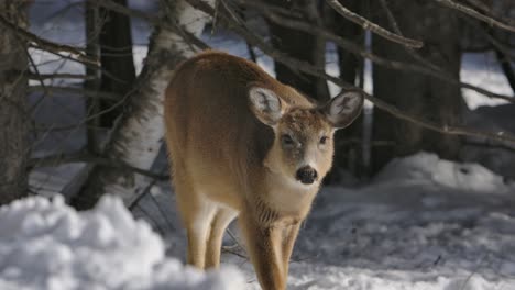 white-tail-deer-walking-towards-you-winter-slomo