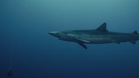 Gran-Tiburón-Azul-Nadando-A-Través-Del-Océano-Durante-Una-Expedición-De-Buceo-Con-Tiburones-En-Cámara-Lenta