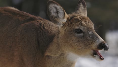 whitetail-deer-chewing-slomo-winter-side-profile