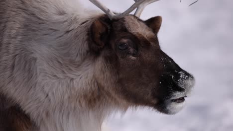 reindeer-chewing-food-sunny-winter-day-slomo