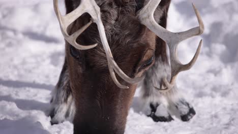 reindeer-hooves-rack-focus-to-head-then-back-to-hooves