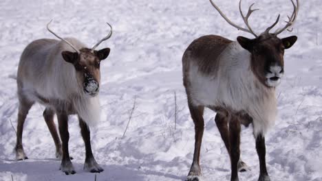 Rentier-Kauen-Lebensmittel-Winter-Süße-Tiere