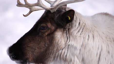 reindeer-cute-closeup-looks-away-and-back-at-you