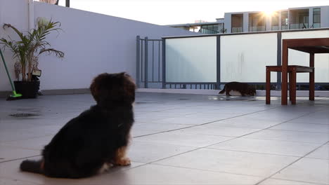 Kleiner-Hund-Beobachtet-An-Einem-Sonnigen-Tag-Draußen-Einen-Anderen-Hund