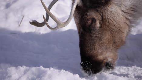 reindeer-eating-snow-side-profile-slomo-closeup
