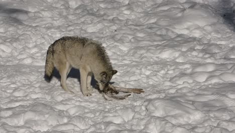 timber-wolf-gnawing-on-ribs-of-skeleton-winter