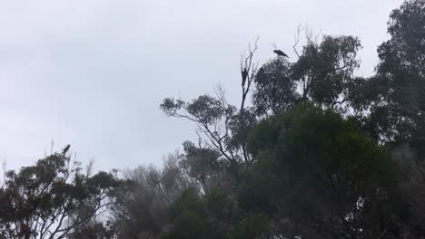 Yellow-tailed-black-cockatoos-up-in-the-tree-canopy-in-a-national-park-on-the-far-south-coast-of-NSW