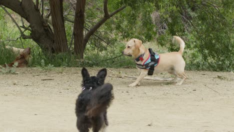 Zeitlupenaufnahmen-Von-Spielenden-Hunden-Auf-Einem-Wanderweg-In-Los-Angeles