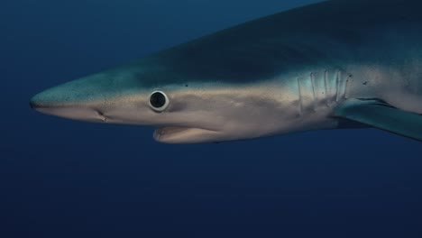 Tiburón-Azul-Nadando-Cerca-De-Buzo-En-El-Agua-Azul
