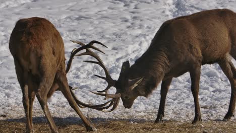 Elk-Bucks-Perfil-Lateral-Astas-De-Bloqueo-En-Batalla-Slomo