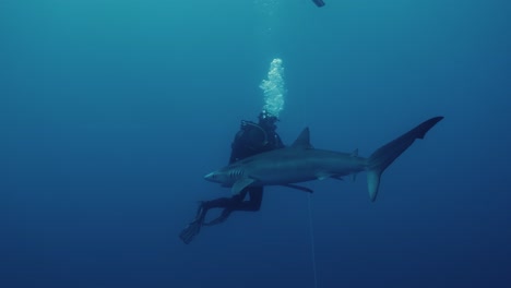 Tiburón-Azul-Nadando-Hacia-El-Buzo-Durante-Una-Aventura-De-Buceo-Con-Tiburones