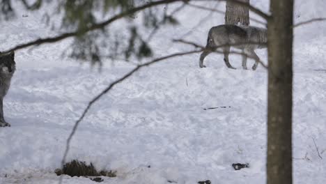 grey-wolf-walking-through-winter-forest-trail