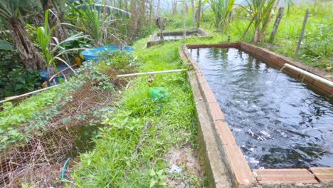 Tilapia-fish-farming-ponds