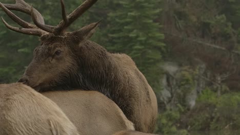 elk-bull-trying-to-find-mating-and-mount-female