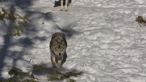 timber-wolf-walking-down-winter-path-past-skeleton-of-prey