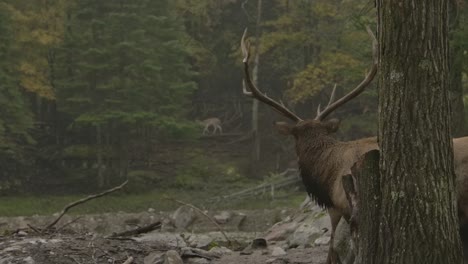 elk-bull-looking-around-misty-forest