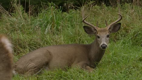 whitetail-deer-buck-laying-in-grass-other-buck-passes-in-front-slomo
