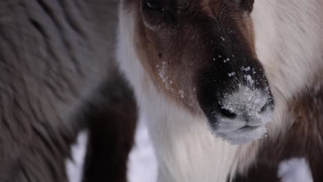 reindeer-closeup-mooing-and-licking-snow-off-nose-slomo-cute