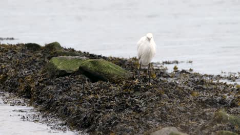 Little-Egret-White-Bird-Seaweed-Shoreline