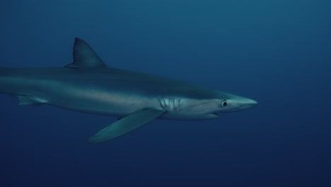 Tiburón-Azul-Nadando-A-Través-Del-Agua-Azul-En-El-Océano-Atlántico-Cerca-De-Las-Azores