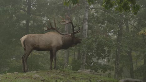 elk-bull-calling-out-during-the-rut-in-misty-forest