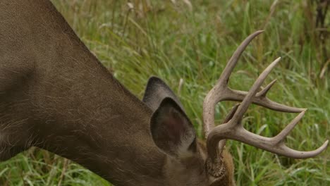 Whitetail-Buck-Deer-Closeup-Details-Kopf-Und-Geweih-Slomo