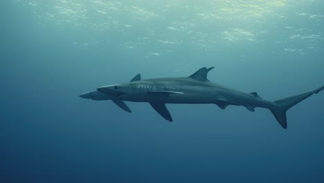 Zwei-Große-Blauhaie-Schwimmen-In-Zeitlupe-Durch-Den-Atlantik