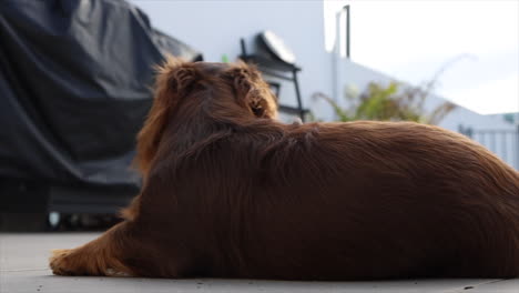 Brown-sausage-dog-lying-outside-on-a-windy-day