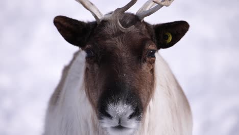 reindeer-portrait-cute-chew-and-blink