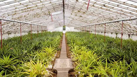 Walking-through-Pineapple-Plantation-with-Juicy-Yellow-Fruits