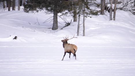 elk-bull-running-across-frozen-lake
