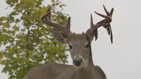 whitetail-deer-buck-antlers-peeling-velvet-turns-to-look-at-you-epic-slomo