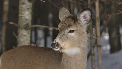 whitetail-deer-looking-around-winter-forest