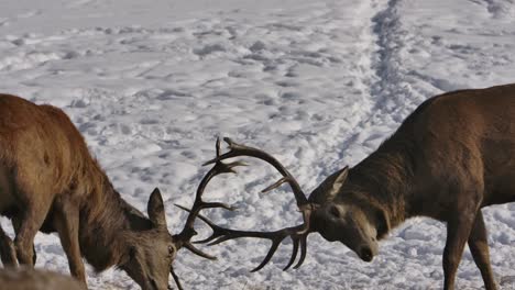 elk-bucks-engaging-in-battler-with-antlers