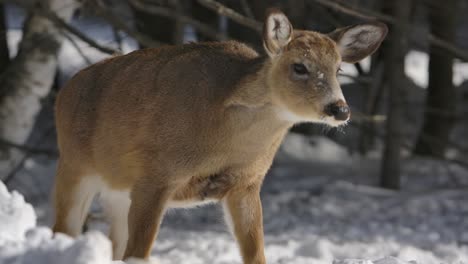 whitetail-deer-climbing-snow-bank-slomo