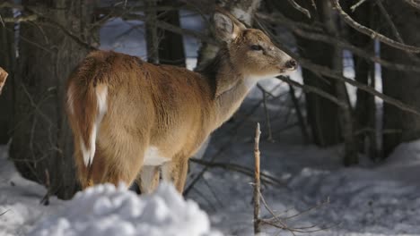 white-tail-deer-looking-around-winter-slomo