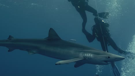 Large-Blue-Shark-with-a-group-of-divers-in-the-background-swimming-through-the-ocean-in-slow-motion