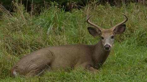 whitetail-buck-deer-laying-in-grass