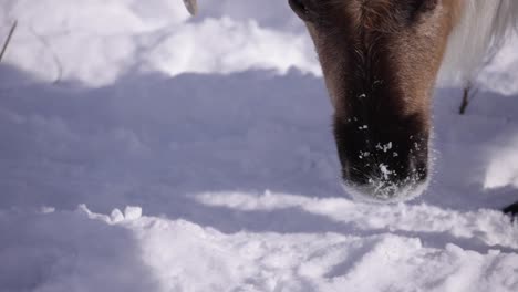 reindeer-eating-snow-lifts-its-head-slomo-side-profile