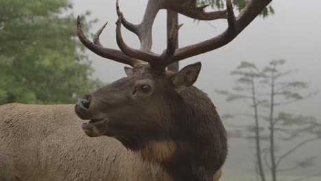 Elk-Bull-Gritando-Durante-El-Apareamiento-Rut-Closeup-Misty-Forest