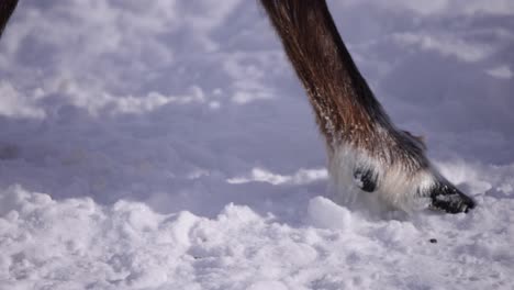 reindeer-hooves-walking-in-snow-slomo-closeup