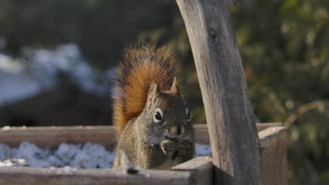 Eichhörnchen-Isst-Samen-Nahaufnahme-Lustig