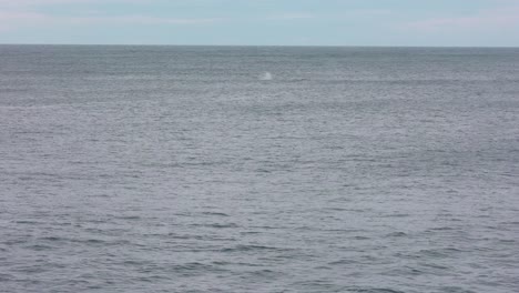 A-pod-of-whales-out-to-sea-on-the-southern-coast-of-Australia-with-a-sea-bird-flying-in-the-distance