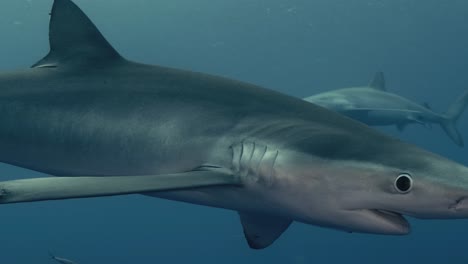 Un-Solo-Tiburón-Azul-Nadando-Cerca-De-Un-Buzo-Durante-Una-Aventura-De-Buceo-Con-Tiburones-En-Las-Azores