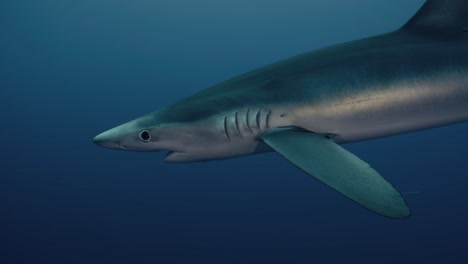 Ein-Großer-Blauer-Hai,-Der-In-Zeitlupe-Aus-Nächster-Nähe-Durch-Den-Ozean-Schwimmt