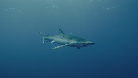 Großer-Blauhai-Mit-Kleinen-Fischen-Um-Ihn-Herum,-Der-In-Zeitlupe-Näher-An-Den-Taucher-Heranschwimmt
