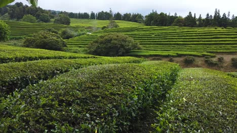 Walking-along-Tea-Plantation-Fields-after-Harvesting-in-the-Azores
